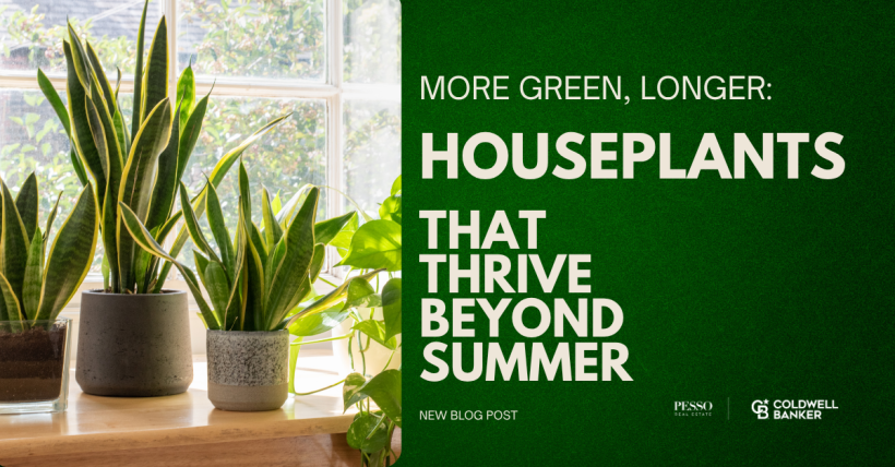 More Green, Longer: Houseplants That Thrive Beyond Summer